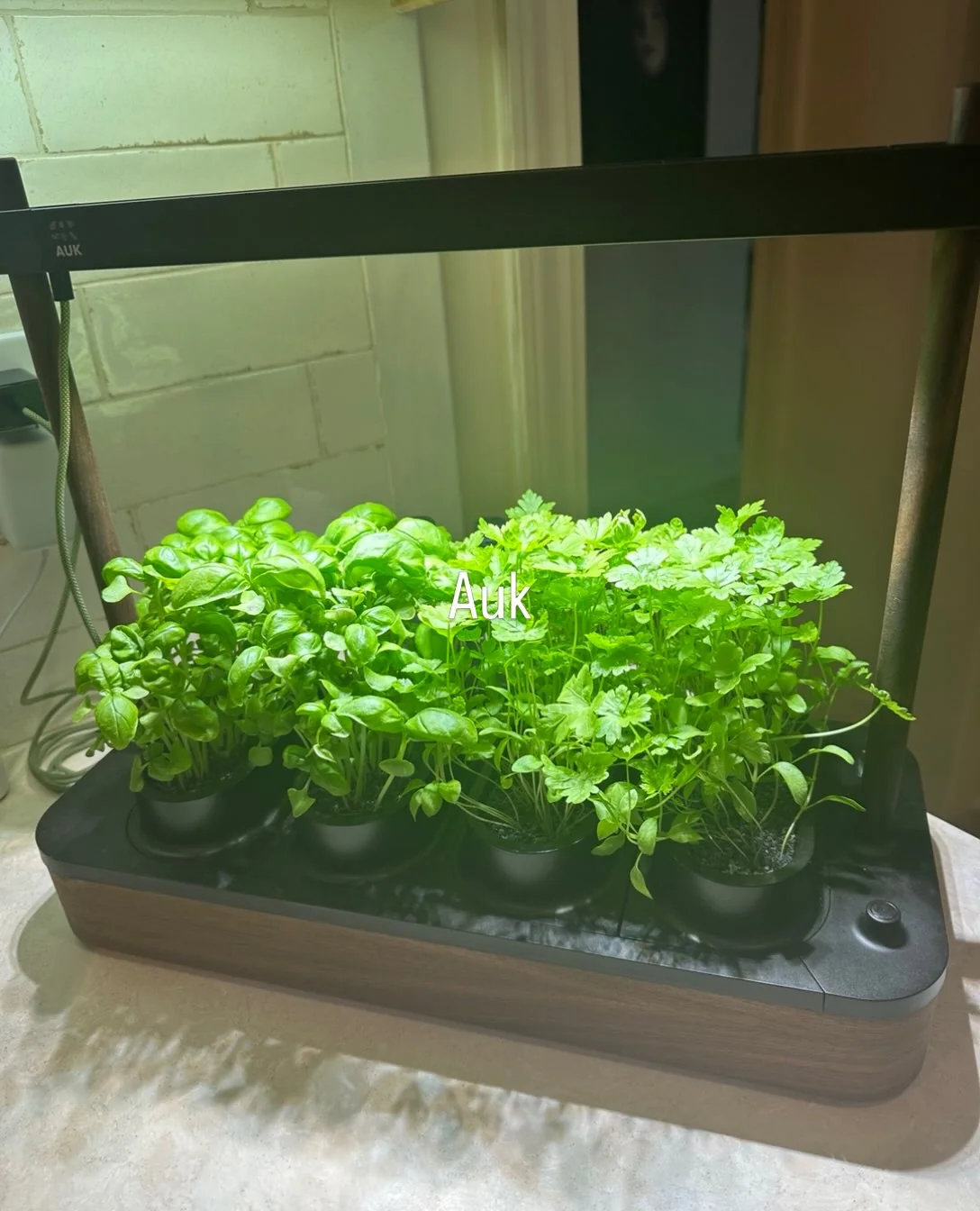 Indoor Herb Garden Kit